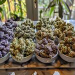 how to choose the best marijuana strain for smoking